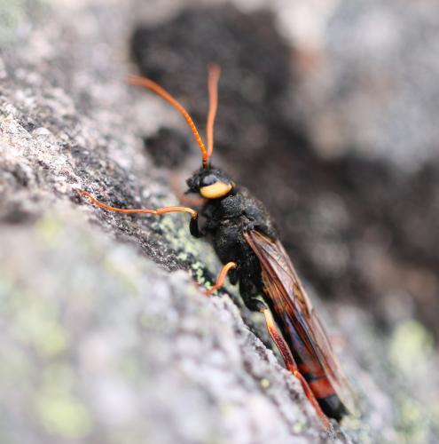 Urocerus fantoma